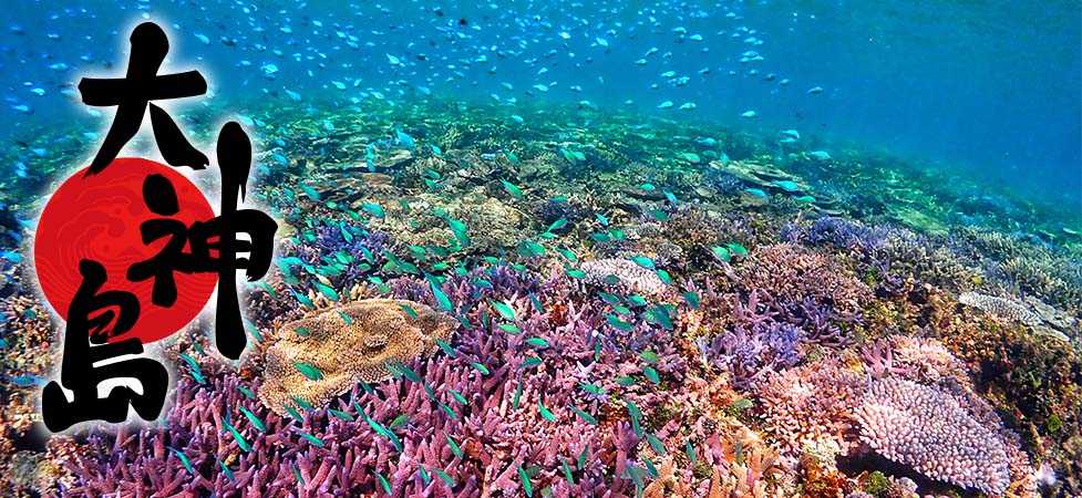 大神島の珊瑚と魚