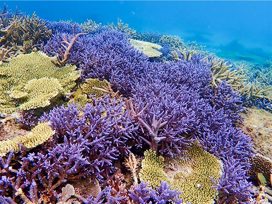 大神島の美しいサンゴ
